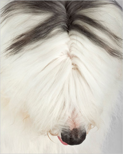 Karant Canines Portfolio